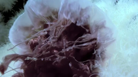 Arctic Anomaly Metridium Senile Devouring Lion's Mane Jellyfish Video stock 327571375