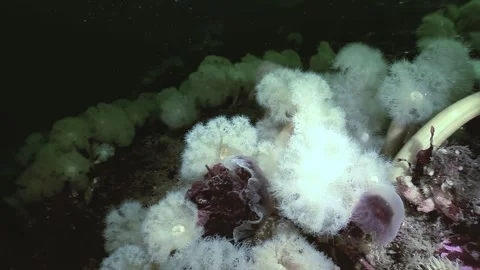 Arctic Appetite a Sea Anemone Feeds on Lion's Mane Jellyfish Stock Footage 321422452
