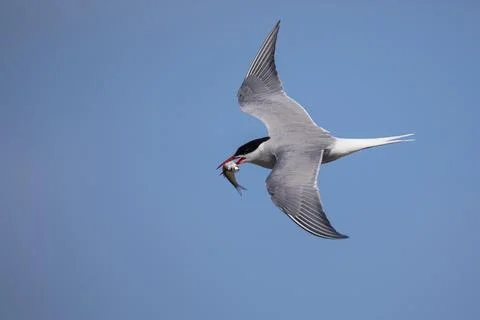Arctic Arctic Tern, Sterna paradisaea, flying, fish in beak Stock Photos
