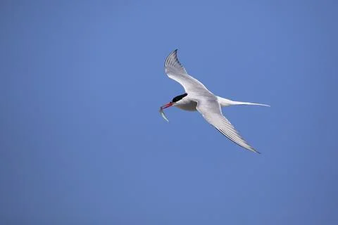 Arctic Arctic Tern, Sterna paradisaea, flying, fish in beak Stock Photos