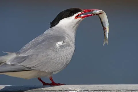 Arctic Arctic Tern, Sterna paradisaea, with fish in its beak Stock Photos
