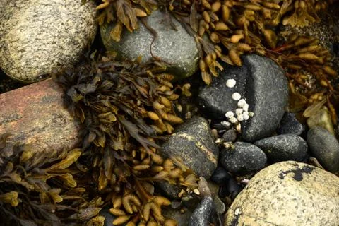 Arctic Beach Stock Photos