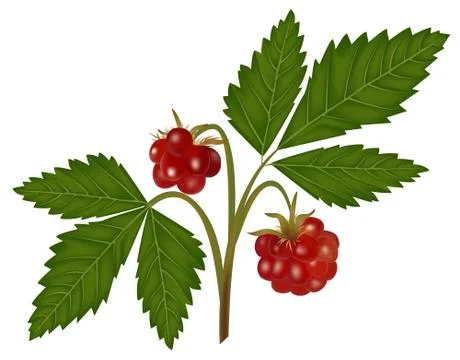 Arctic bramble Stock Illustration