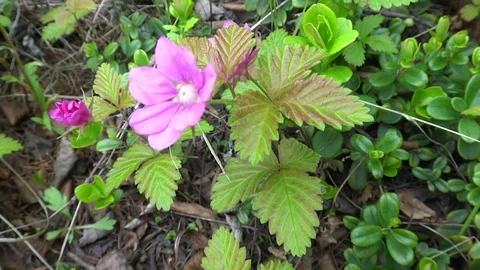 The Arctic bramble or Arctic raspberry Video stock 122313061