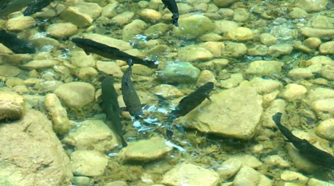 Arctic char Stock Footage 37768281