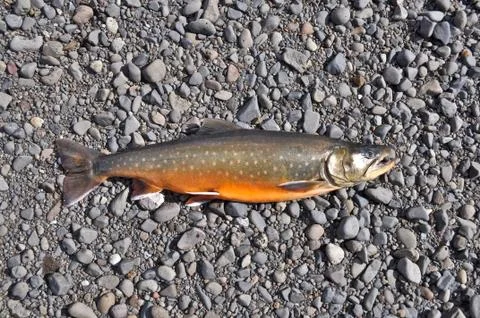Arctic char river pebbles. Stock Photos