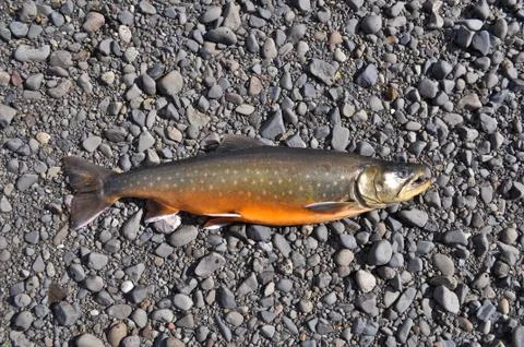 Arctic char river pebbles. Stock Photos