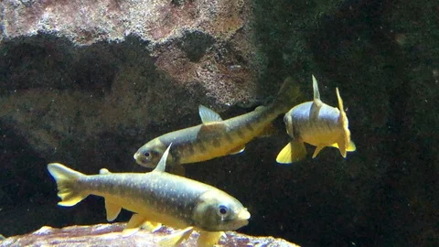 Arctic Charr Swimming Stock Footage 121727922