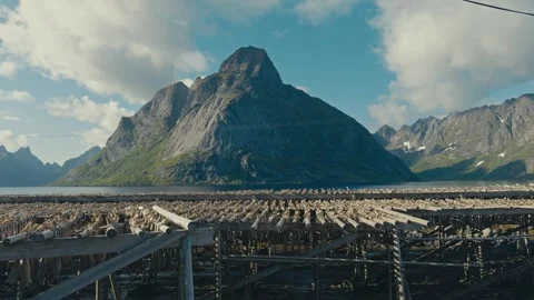 Arctic Cod Drying on Wooden Hjell Racks in Lofoten Norway with stunning Stock Footage 331331084