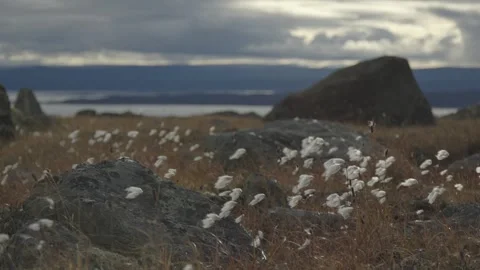 Arctic Cotton Grass Patch Blooming on Tundra Bedrock Above Ocean Stock Footage 346602906