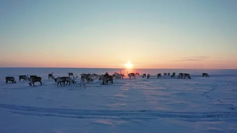 Arctic Deer Herd Lichen Search Sunset Stock Footage 303927152