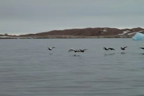 Arctic Eiders in Flight Over Water Stock Photos