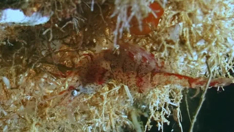 Arctic elegance a Ghost Shrimp hunting in the White Sea, Russia Stock Footage 313781020