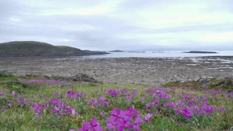 Arctic Environment Timelapse, Tidal Shift Inundating Tarr Inlet from Frobisher Stock Footage 340542116