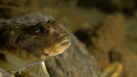 Arctic fish 2 Vidéo 118044190