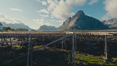 Arctic Fish drying on wooden racks in Lofoten Norway, traditional fermentation Stock Footage 331330998