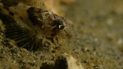 Arctic fish on the seafloor Stock Footage 118044832
