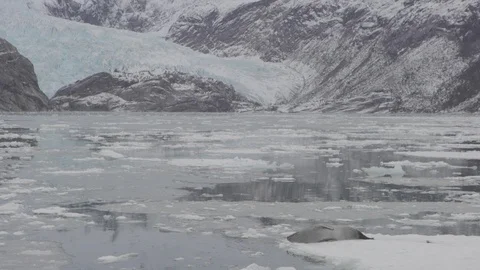 Arctic floating ice with sleeping Leopard seal Stock Footage 104188954