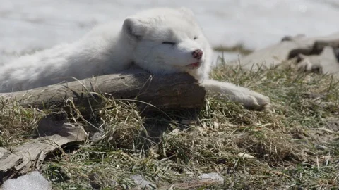 Arctic fox adorable close up Stock Footage 106581168