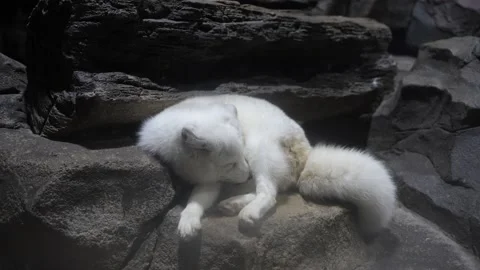 Arctic fox arctic fox rest sleep laziness Video stock 235454791