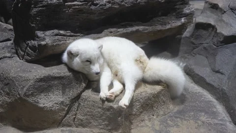 Arctic fox arctic fox rest sleep laziness Stock Footage 235454986