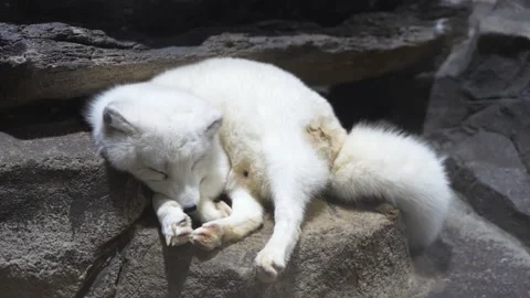 Arctic fox arctic fox rest sleep laziness Stock Footage 235455103