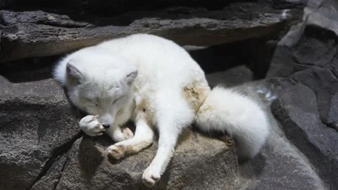 Arctic fox arctic fox rest sleep laziness Stock Footage 235455201