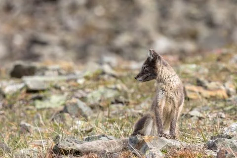 Arctic fox cub looking to the side, Svalbard Stock Photos