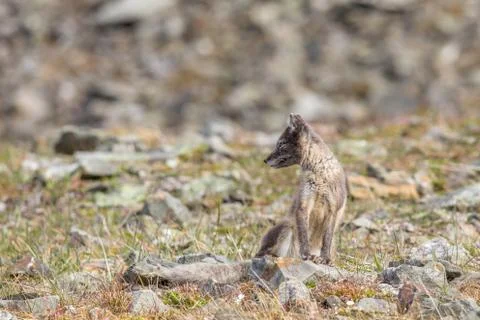 Arctic fox cub looking to the side, Svalbard Stock Photos