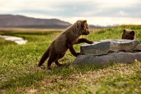 Arctic fox cub Photos