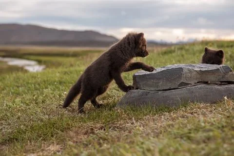 Arctic fox cub Stockfoto's