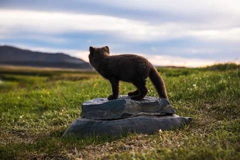 Arctic fox cub 写真素材