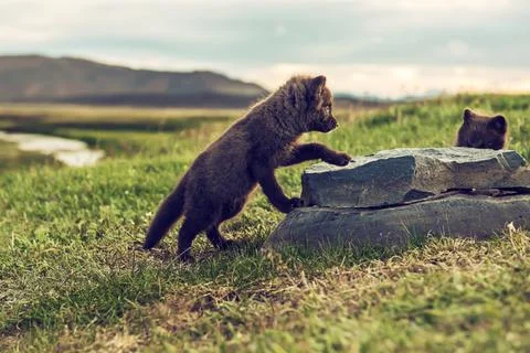 Arctic fox cub Foto stock
