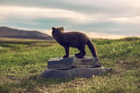Arctic fox cub Foto stock