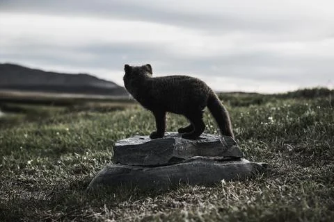 Arctic fox cub Stock Photos