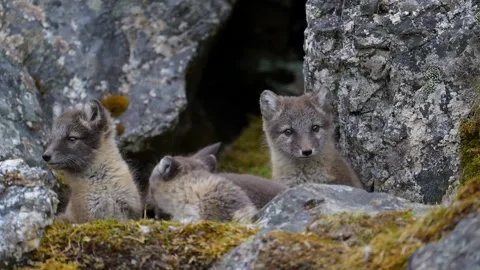 Arctic Fox Cubs Exploring Rocky Den Entrance Telephoto Lens Wildlife Video 4k Stock Footage 338254708