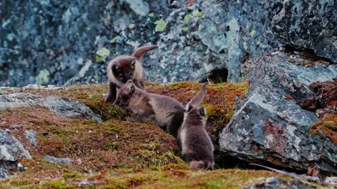 Arctic fox cubs 스톡 동영상 340216914