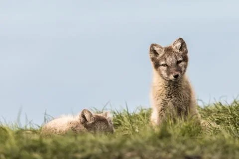 Arctic fox cubs, one lying and one sitting looking at camera, Svalbard Stock Photos