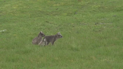 Arctic Fox Cubs Playing in Green Field 4k Telephoto Lens Video Stock Footage 338259608