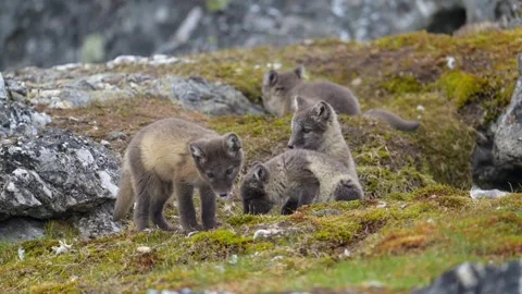 Arctic Fox Cubs Playing Together Outdoors Telephoto Lens 4k Animal Behavior Clip Video stock 338254692