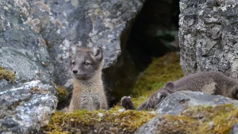 Arctic Fox Cubs Resting in a Rocky Den Telephoto Lens 4k Animal Wildlife Video Stock Footage 338254685