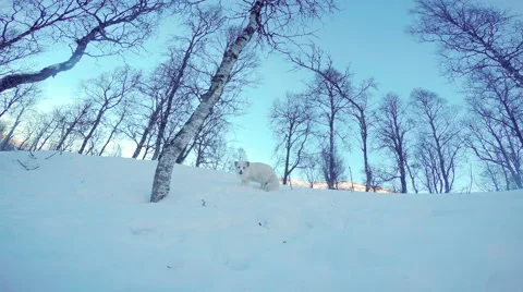 Arctic Fox curiously running about in winter scene 스톡 동영상 47534368