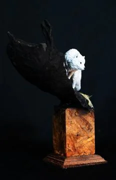 Arctic Fox in the dark Stock Photos