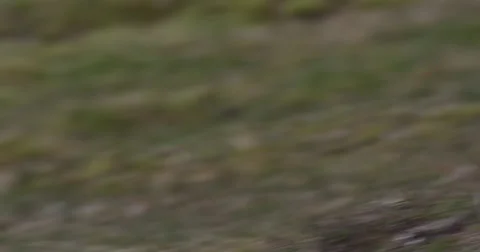 Arctic Fox Defecates and Scoots Across Grass Stock Footage 54376684