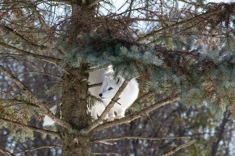 Arctic fox descending from a tree Stock Photos