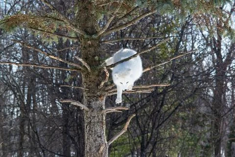 Arctic fox descending from a tree Stock Photos