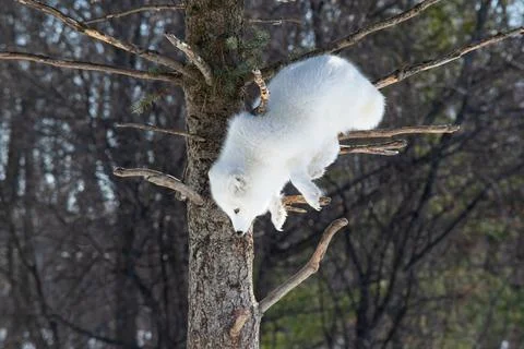 Arctic fox descending from a tree Stock Photos