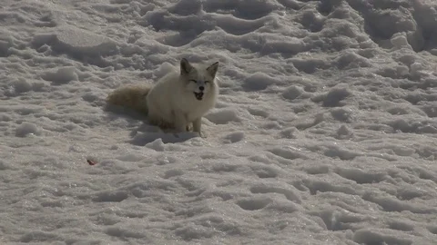 Arctic fox eating and foraging for food Stockbeeldmateriaal 73646293