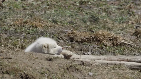 Arctic fox face sleeping in grass Stock Footage 106581211