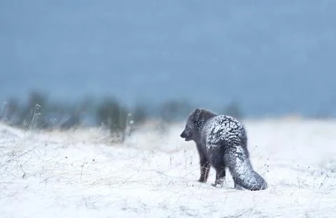 Arctic fox in the falling snow Stock Photos